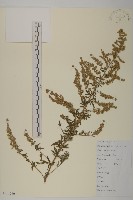 魁蒿藏品圖，第1張