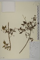 衛矛藏品圖，第1張