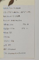 衛矛藏品圖，第2張