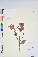 鹿角杜鵑、西施花、青紫木藏品圖，第1張