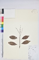 黃背越橘藏品圖，第1張