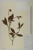 江南山柳藏品圖，第1張