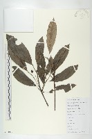 交讓木、臺灣虎皮楠、膜葉虎皮楠藏品圖，第1張