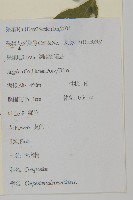 天名精藏品圖，第2張