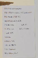 白花鬼針藏品圖，第2張