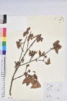 溪畔杜鵑花藏品圖，第1張