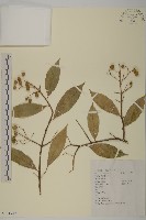 大果衛矛藏品圖，第1張