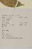 大果衛矛藏品圖，第2張