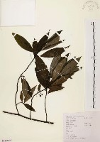 山胡椒藏品圖，第1張