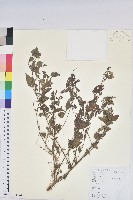 鐵莧菜藏品圖，第1張