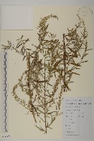 魁蒿藏品圖，第1張