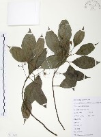 樟樹藏品圖，第1張