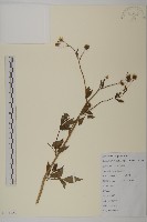 白花鬼針藏品圖，第1張