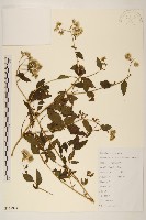 華澤蘭藏品圖，第1張