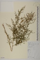 青蒿藏品圖，第1張