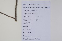 江南榿木藏品圖，第2張