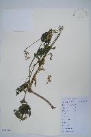 土牛膝藏品圖，第1張