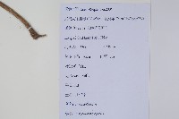 土牛膝藏品圖，第2張