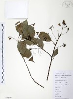 樟樹藏品圖，第1張