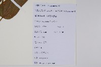 小花八角楓藏品圖，第2張