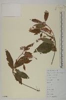 江南山柳藏品圖，第1張