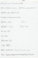 俄氏虎皮楠、蘭嶼虎皮楠、虎皮楠藏品圖，第2張