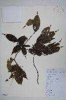 雷公鵝耳櫪藏品圖，第1張