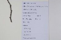 雷公鵝耳櫪藏品圖，第2張