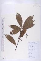 杜英藏品圖，第1張