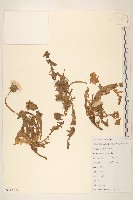 蒲公英藏品圖，第1張