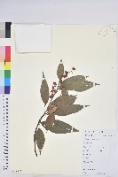 粗糠柴藏品圖，第1張