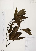 山胡椒藏品圖，第1張