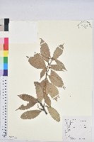 子彈石櫟藏品圖，第1張