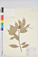 金毛石櫟藏品圖，第1張