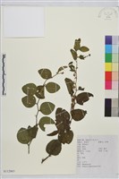 馬甲子藏品圖，第1張