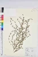 地錦藏品圖，第1張