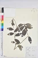 紅毛饅頭果藏品圖，第1張