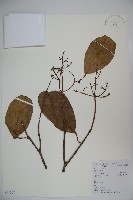 珊瑚樹藏品圖，第1張