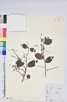 米飯花藏品圖，第1張