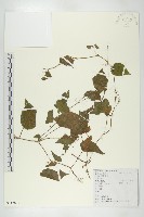 大苞赤瓟藏品圖，第1張