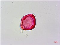 流蘇子藏品圖，第1張