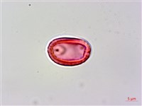 流蘇子藏品圖，第2張