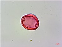 流蘇子藏品圖，第3張