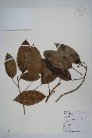 樹參藏品圖，第1張