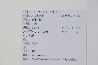 樹參藏品圖，第2張