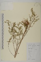 茵蔯蒿藏品圖，第1張