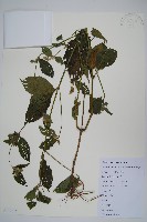 土牛膝藏品圖，第1張