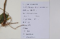 土牛膝藏品圖，第2張