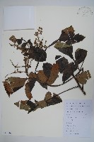 鹽膚木藏品圖，第1張