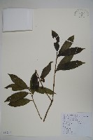 鐵冬青藏品圖，第1張